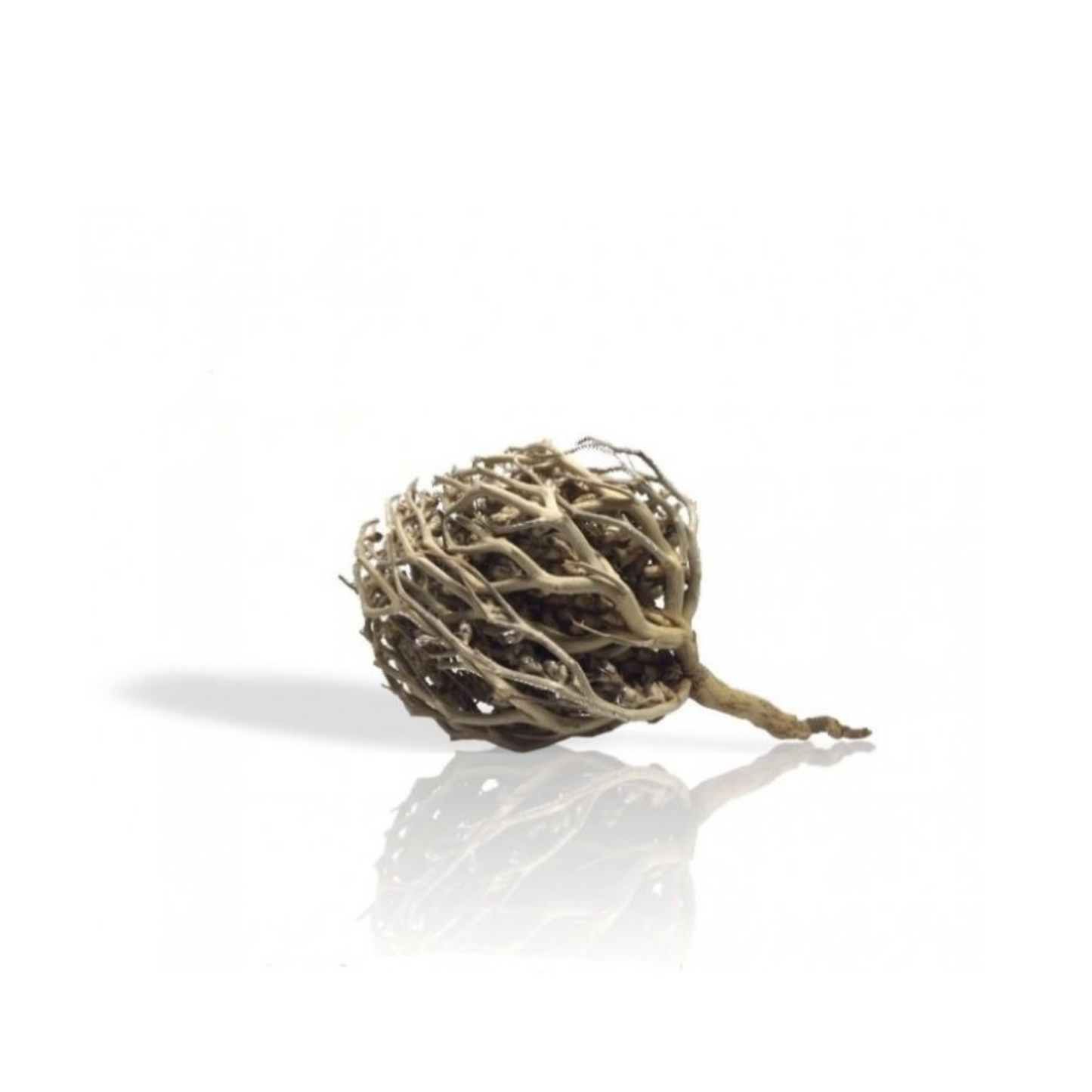 Rose of Jericho
